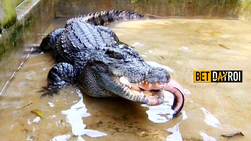 Mơ thấy cá sấu đánh con gì để trúng