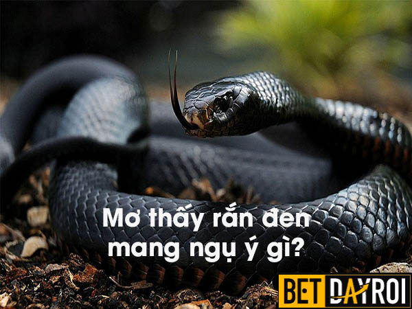 Chiêm bao thấy rắn đen mang rất nhiều điềm báo
